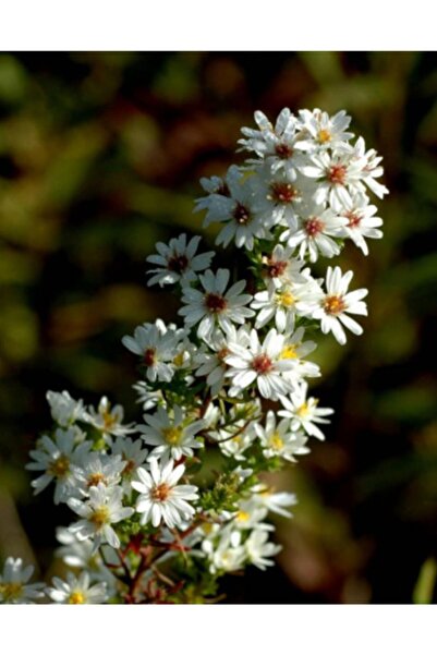 GARDENYA TOHUMCULUK 15 Adet Beyaz Renk Kuğu Aster Çiçek Tohumu Dona Dayanıklı