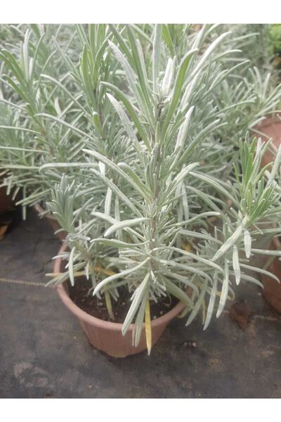 Genel Markalar Lavanta Fidanı ( Kokulu ) ( Tüplü Veya Saksılı )lavanta Fidanı