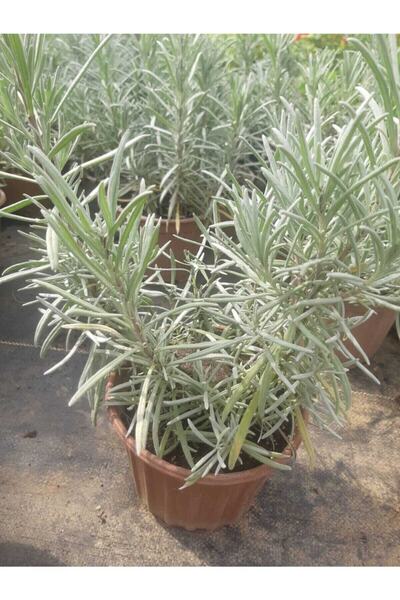 Genel Markalar Lavanta Fidanı ( Kokulu ) ( Tüplü Veya Saksılı )lavanta Fidanı