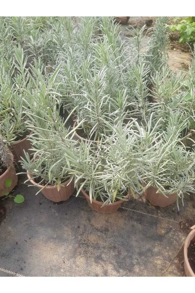 Genel Markalar Lavanta Fidanı ( Kokulu ) ( Tüplü Veya Saksılı )lavanta Fidanı
