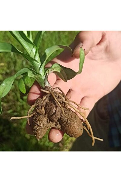 Alanyatropikal Salep Fidesi 50 Adet Serapies Arılı Kum Salep Piramit Karışık