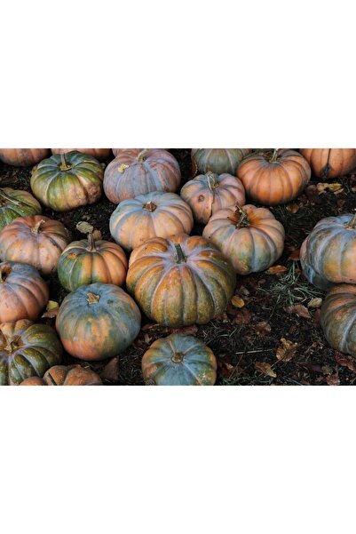 tohumbaba Kabak Kestane Pakette 10 Adet Tohum