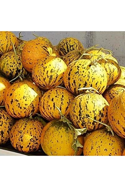 Çeşme Kavunu Tohumu Pakette 15 Adet Tohum