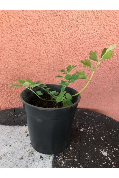 Botanik Market Şifalı Kırlangıç Otu 10-20 Cm