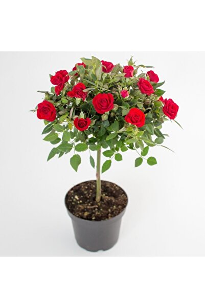 Tohumcumm Bodur Kırmızı Gül Bonzai Ağacı Tohumu 5 Adet Tohum Bonsai Ağaç Tohumu