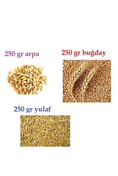Genel Markalar Doğal Tahıl Çimi Tohumları Arpa-buğday-yulaf Tohum Seti 250'şer Gram Toplam 750 Gram Tohum