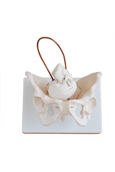 SNG Medikal Market Fetus Başı Ile Birlikte Kemik Pelvis Modeli - Doğum Demons...