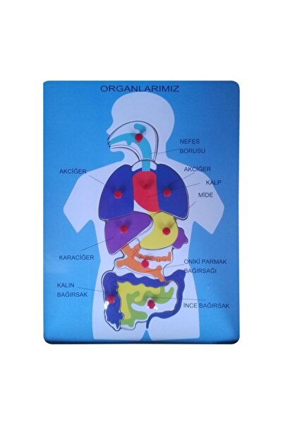 Bubu Ahşap Puzzle ORGANLARIMIZ