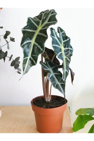 Plant Cafe Bodrum Alocasia Polly Fil Kulağı 40-45 Cm