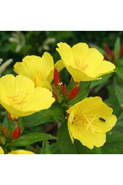 dört mevsim tohumcu Ezan Çiçeği (40 ADET)bahçevilya