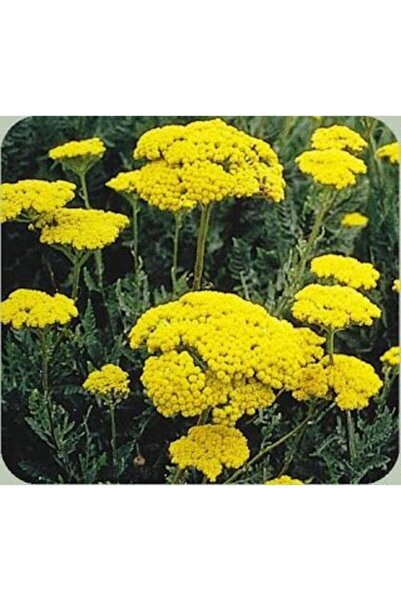 dört mevsim tohumcu Civan Perçemi (40 TOHUMU)bahçevilya