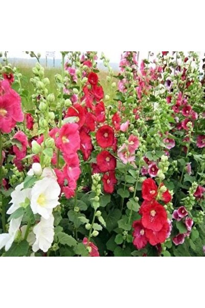 FarmLife Tohum Karışık Renkli Gül Hatmi Çiçeği Tohumu (30 Tohum)
