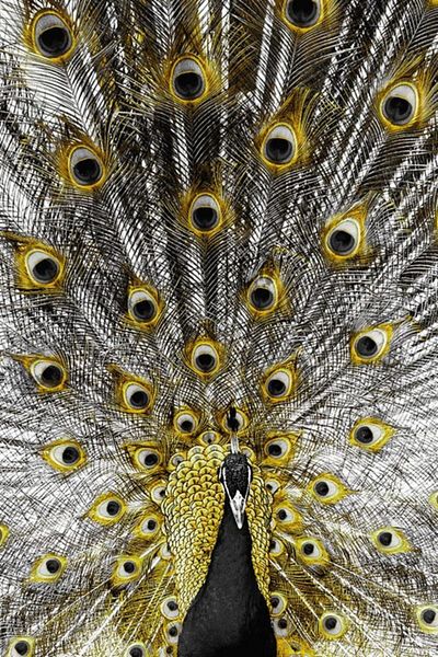 MARCEL SANAT Golden Peacock Marcel Art Diamond Mosaic Painting 46x71cm