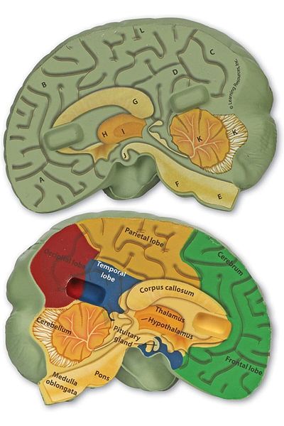 Learning Resources Brain Sectional Model (Soft Foam)