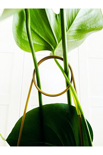 plot plant lovers of turkey Bitki Destek Çubuğu / Sarı Metal / Kancalıiğne Mo...