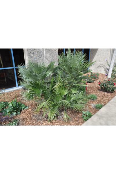 Fidan & Peyzaj Bodur Palmiye Fidanı  20 30cm Hamaerops Humilis