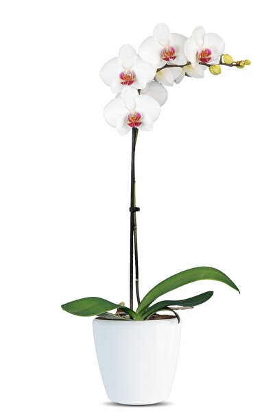 Solo Plant Phalaenopsis Daisy Tek Dallı Beyaz Orkide