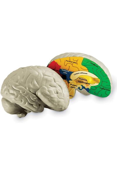 Learning Resources Brain Sectional Model (Soft Foam)
