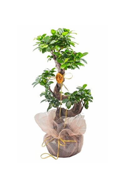Bonsai Tasarımı S Gövde Iç Mekan Bitkisi