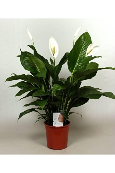 Aysima Çiçekevi Barış Çiçeği Spathiphyllum Sokak Lambası Çiçeği Dev Boy 60,70...