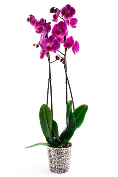 Genel Markalar Phalaenopsis Orkide Çiçeği