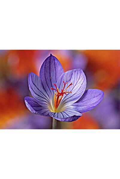 CANBOTANİK 4 Adet Eflatun Çiğdem Çiçek Soğanı