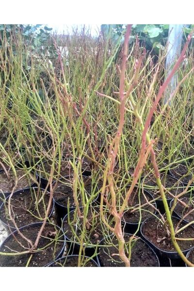 BURSATARIM Yetişkin New Hannover Yaban Mersini Fidanı ( Likapa - Mavi Yemiş )