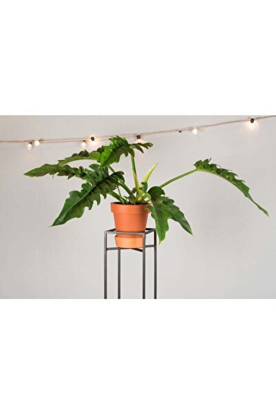 MERZANA Metal Çiçeklik Ve Saksılık, Dekoratif Saksı Rafı