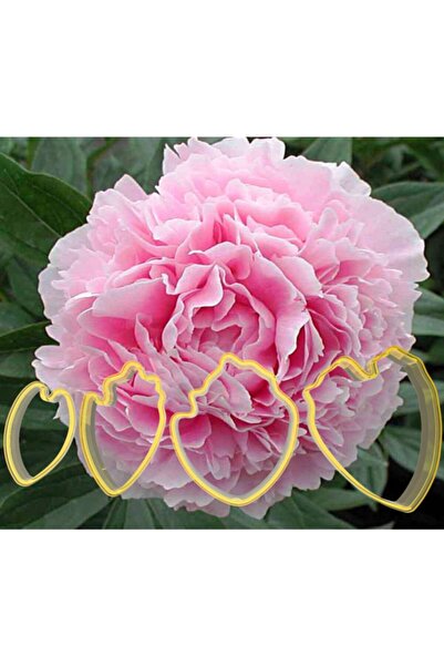 Genel Markalar Şakayık Çiçek Yapım Seti 4'lü - Kurabiye Kalıbı