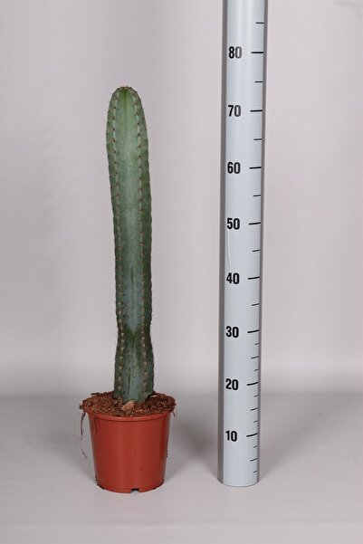 Peyzaj Burada Online Bahçe Market Cereus Peruvianus ( Özel Tür Sınırlı Koleks...