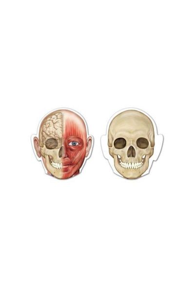 Learning Resources Double Sided Magnetic Human Body