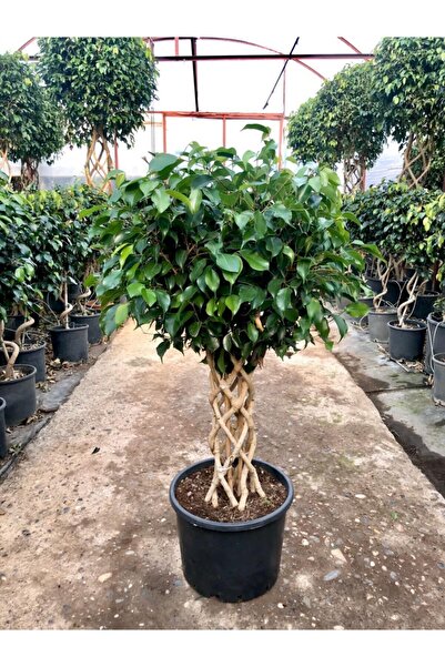 Maki Bahçe Dünyası Ficus Benjamin Kafes Örgülü Bitki Sütun (100-120cm)