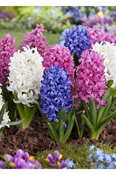 CANBOTANİK 3 Lü Kokulu Karışık Sümbül Çiçek Soğanı