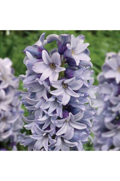 2 Scented Grey Hyacinth Flower Bulbs