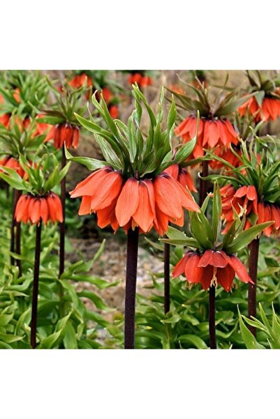 Mevsim Fidancılık Rubra Kırmızı Ters Lale Soğanı ( 1 Adet ) ( Iri Büyük Soğan)