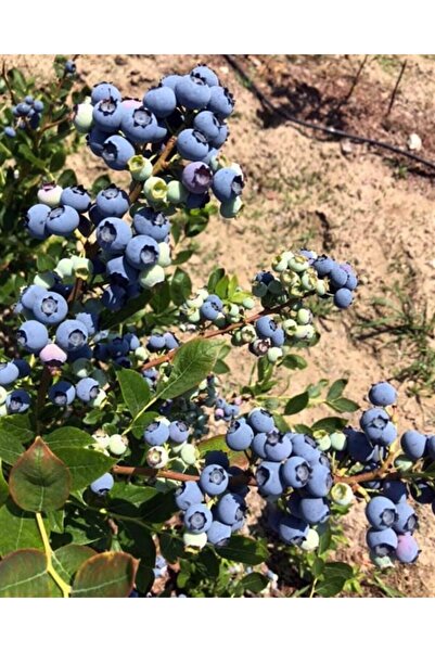 BURSATARIM Yetişkin Chandler Yaban Mersini Fidanı Likapa Mavi Yemiş