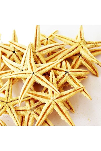 Nikah Şekeri Market Gerçek Deniz Yıldızı 6-9cm Kurutulmuş 5 Adet