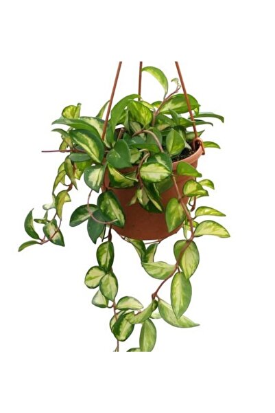 Aysima Çiçekevi Mum Çiçeği Hoya queen Saksıda 11cm