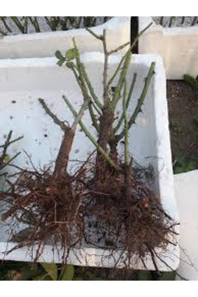 YAYLA TARIM 3 Adet Gül Fidanı Siyah Renk Sınırlı Sayıda Açık Kök 2 Yaşında 40 cm