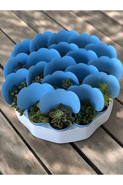 FİDAN PAZARI Sukulent Mix Hediyelik 20 Adet Mavi Kap