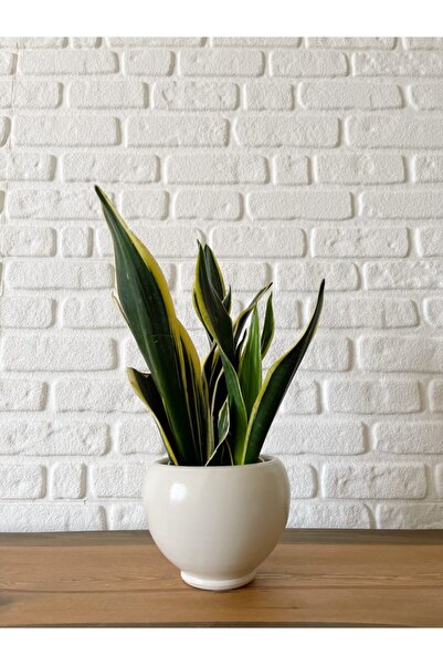 odka 8litre Küre Saksı Tabaklı Yükseklik:16cm Çap:18cm Ekru Renk