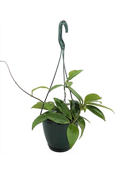 Aysima Çiçekevi 8,5cm Saksıda Mum Çiçeği Hoya Carnosa Ev Ofis Salon Iç Mekan Bitkisi