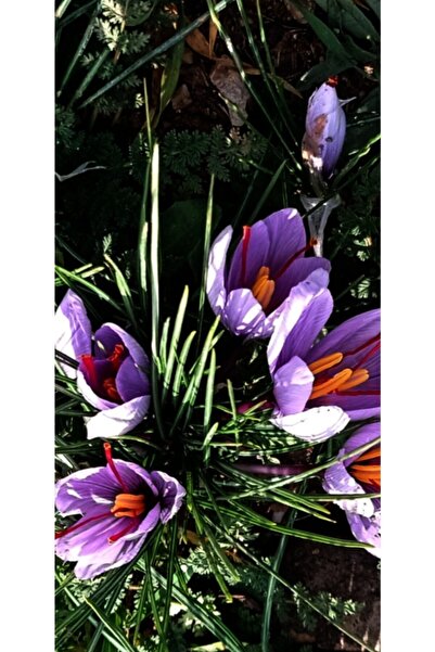 Safran Çiçeği Soğanı 20 Ad