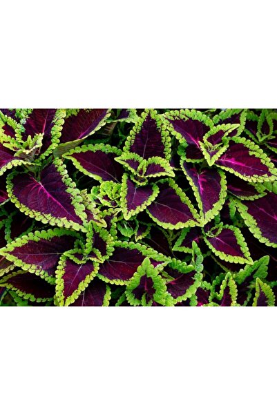 variegataseeds Yaprak Güzeli Tohumu Yeşil Mor 10 Adet