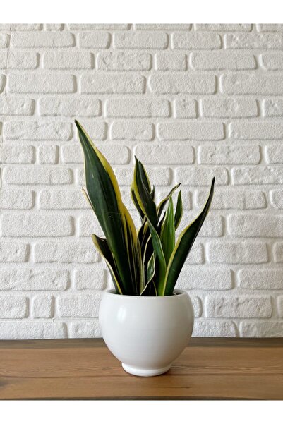 odka 8litre Küre Saksı Tabaklı Yükseklik:16cm Çap:18cm Beyaz