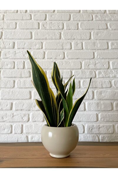 odka 8litre Küre Saksı Tabaklı Yükseklik:16cm Çap:18cm Taş