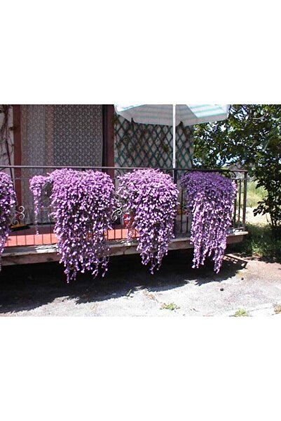 RAÇAM BOTANİK 10 Adet Özel Renkli Sarkan Lobelya Çiçek Tohumu