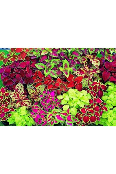 variegataseeds Yaprak Güzeli Tohumu Karışık 10 Adet