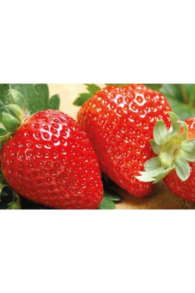 ÇİÇEKLİFE 95 Adet Camarosa ( Yediveren ) Çilek Fidanı Açık Kök Taze Söküm ( F...