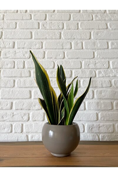 odka 8litre Küre Saksı Tabaklı Yükseklik:16cm Çap:18cm Vizon